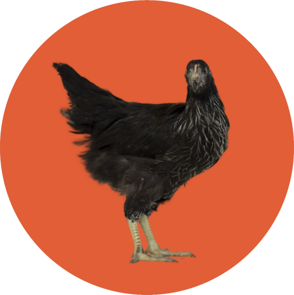 Černá