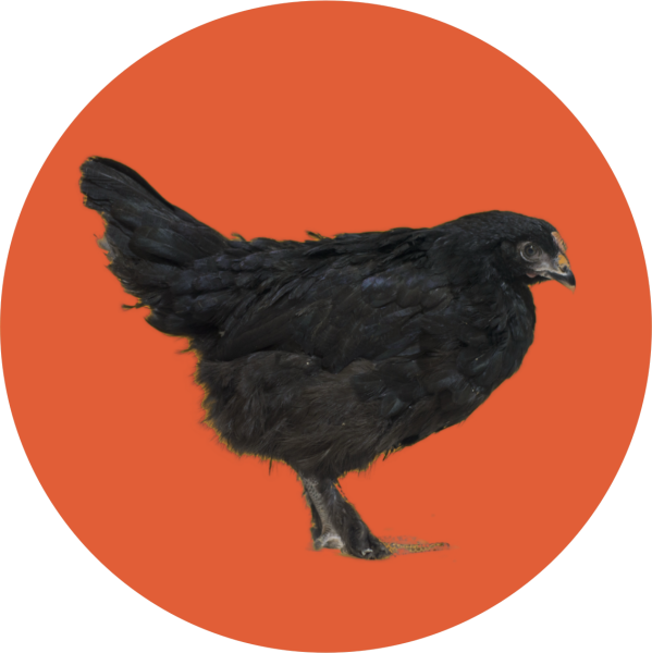 Darkshell