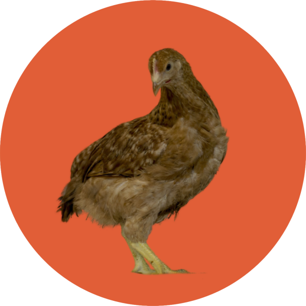 Hnědá kropenatá