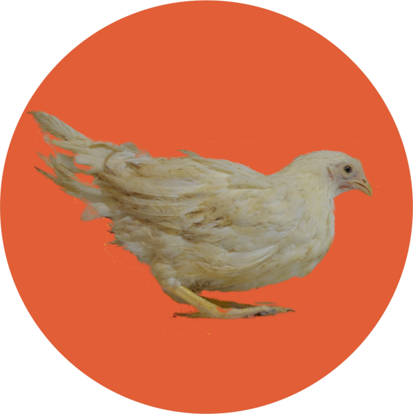 Leghorn
