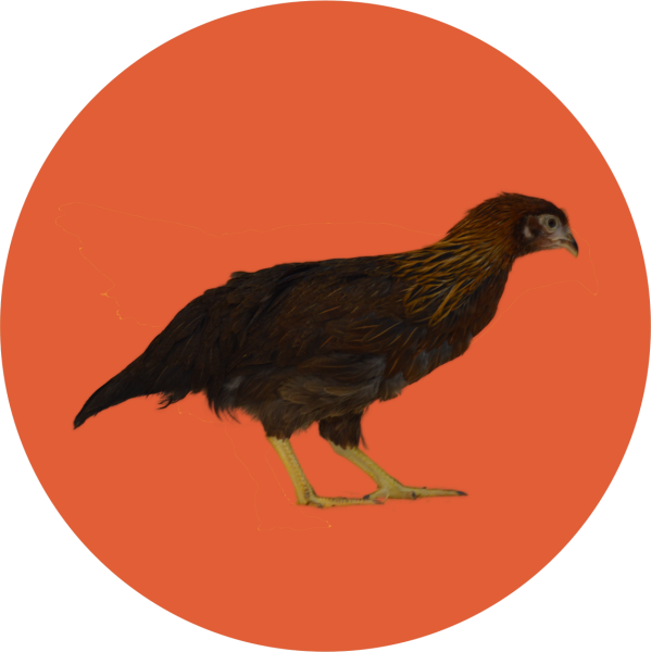Vlaška koroptví