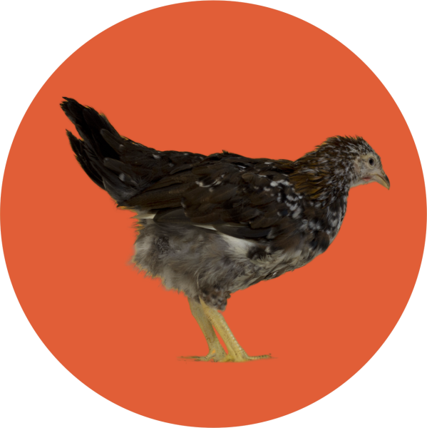 Vlaška trikolóra